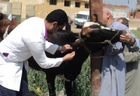 القافلة البيطرية تواصل عملها بأبو زعبل والخانكة